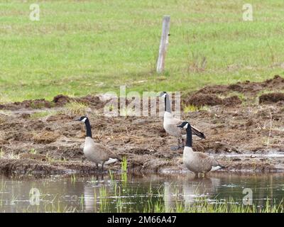 Kanadische Gänse, die im Frühling am Rande eines Feldes stehen. Quebec, Kanada Stockfoto