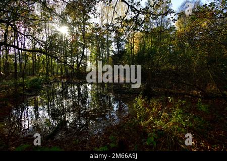 Teich im Herbst ein sonnigen Tag Stockfoto