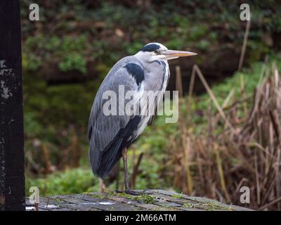 Ein grauer Reiher (Ardea cinerea) auf einer Betonwand in Hanwell, London, Großbritannien. Stockfoto