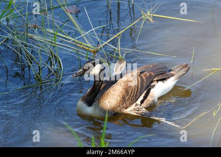 Junge Kanadagans mit gebrochenen Flügelfedern, die auf einem Teich schwimmen. Quebec, Kanada Stockfoto