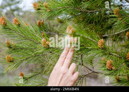 Frauenhand bewegt Kiefernäste voller Pollen Stockfoto