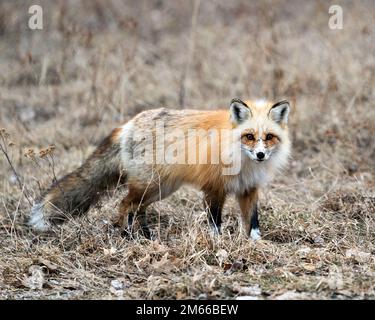 Einzigartiger roter Fuchs aus nächster Nähe mit seitlicher Profilansicht und Blick auf die Kamera in der Frühlingssaison in seiner Umgebung und seinem Lebensraum mit verschwommenem Hintergrund. Fox-Bild. P Stockfoto