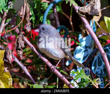 Junco Nahansicht mit einem grünen Hintergrund in seiner Umgebung und Umgebung und in grauer Farbe. Stockfoto