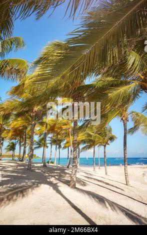 Kokospalmen an einem wunderschönen karibischen Strand an einem sonnigen Tag, Reisekonzept. Stockfoto