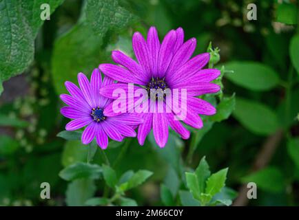 Wunderschöne lila Blumen, die den Gerberas in einem Blumengarten ähneln. Stockfoto