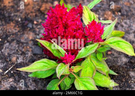 Wunderschöne rote Zelosia-Blumen in einem Blumengarten aus der Nähe. Stockfoto