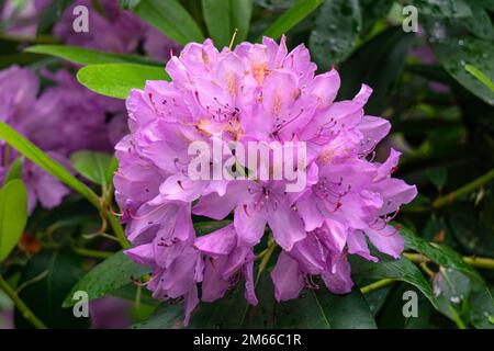 Rhododendron-Büsche mit sanft fliedernden Blumen in einem Stadtpark. Stockfoto