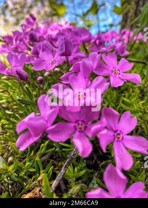 Ein vertikales Bild von Phlox subulata-Blumen in einem Garten Stockfoto
