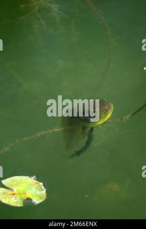 Ein grüner amerikanischer Bullenfrosch schwimmt in einem Algenteich. Stockfoto