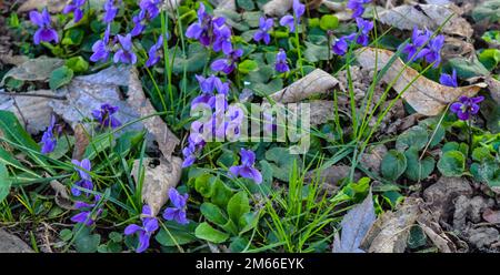 Süßes Violett oder englische Violette im Naturhintergrund Stockfoto