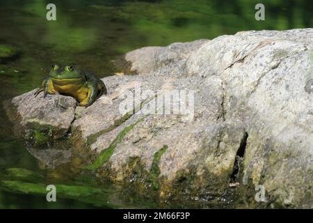 Ein grüner amerikanischer Stierfrosch liegt auf einem Felsen am Rand eines Teichs. Stockfoto