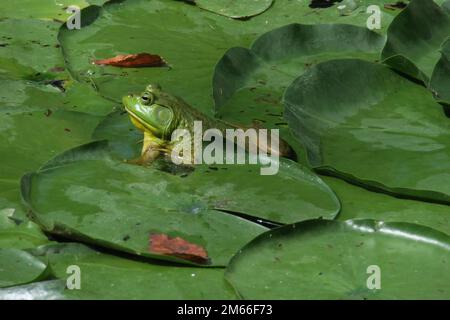 Ein grüner amerikanischer Bullenfrosch sitzt auf einem großen Seerosenpolster, umgeben von anderen Seerosenpolstern und schwimmender Vegetation in einem Teich. Stockfoto