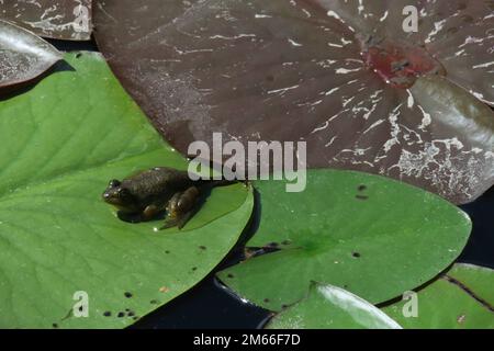 Ein grüner amerikanischer Bullenfrosch sitzt auf einem großen Seerosenpolster, umgeben von anderen Seerosenpolstern und schwimmender Vegetation in einem Teich. Stockfoto