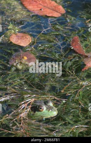 Ein grüner amerikanischer Stierfrosch schwimmt in einem Algenteich. Stockfoto