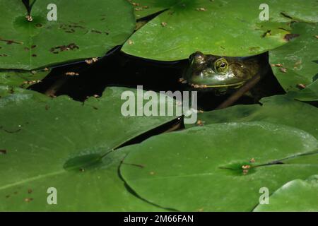 Ein grüner amerikanischer Bullenfrosch sitzt auf einem großen Seerosenpolster, umgeben von anderen Seerosenpolstern und schwimmender Vegetation in einem Teich. Stockfoto