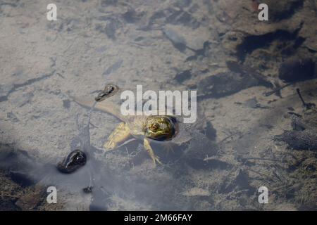 Ein grüner amerikanischer Stierfrosch schwimmt in einem Algenteich. Stockfoto