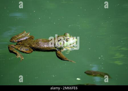 Ein grüner amerikanischer Bullenfrosch liegt in einem Teich. Stockfoto