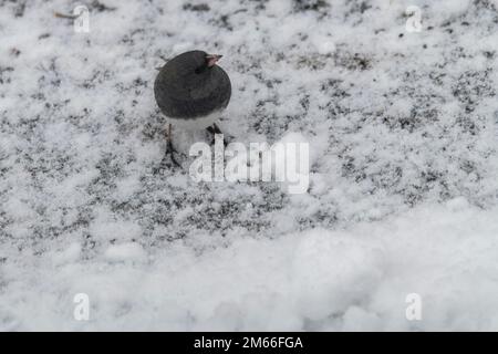 Dunkle Augen, junco, Junco hyemalis, auf der Suche nach Essen im Winter Stockfoto