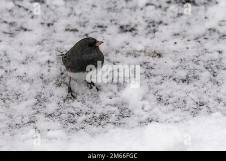 Dunkle Augen, junco, Junco hyemalis, auf der Suche nach Essen im Winter Stockfoto