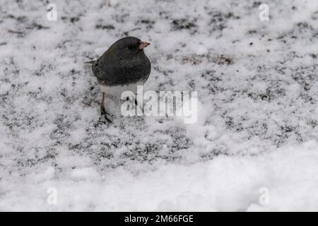 Dunkle Augen, junco, Junco hyemalis, auf der Suche nach Essen im Winter Stockfoto