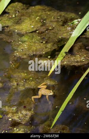 Ein grüner amerikanischer Bullenfrosch ruht halb untergetaucht in einem Teich. Stockfoto