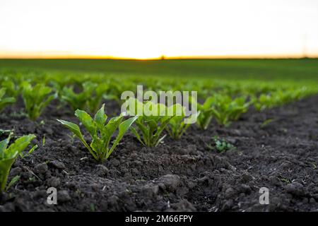 Junge frische Rübenblätter. Rote-Bete-Pflanzen, die in fruchtbaren Böden auf einem Feld wachsen. Anbau von Zuckerrüben. Landwirtschaft. Stockfoto