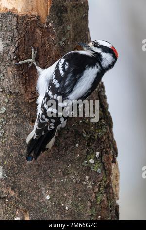 Männlich, Downy, Specht, Dryobates Pubescens, ernähren sich von Suet Feeder Stockfoto