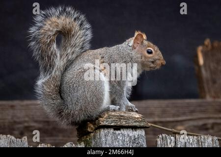 Chicago, USA. 2. Januar 2023 Ein östliches graues Eichhörnchen (Sciurus carolinensis) ist in einem Garten in einem westlichen Vorort von Chicago zu sehen. Graue Eichhörnchen sind die häufigste Art von Eichhörnchen in Nordamerika, sie schlafen nicht und sind eine der wenigen Säugetiere, die einen Baumkopf zuerst hinabsteigen können, indem sie ihre Füße rückwärts drehen. Kredit: Stephen Chung / Alamy Live News Stockfoto