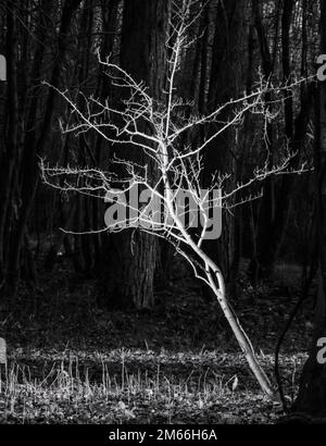 Sonnenbeschienenen Wald in Monochrom Stockfoto