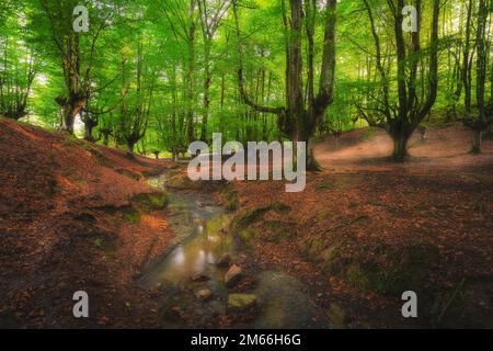 Buchenwald Otzarreta, Hayedo Otzarreta, Naturpark Gorbea, Baskenland, Spanien Stockfoto