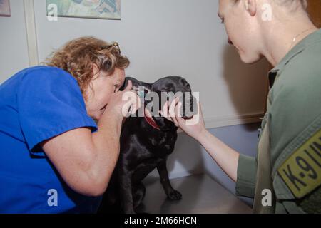 USA Jenna Cauble, eine im Militär arbeitende Hundehandhaberin, die der Marine Corps Air Station (MCAS) Cherry Point zugeteilt ist, hält ihr Hundegesicht, während Dr. Adiran Boe, eine Ärztin für Veterinärmedizin, eine regelmäßige Untersuchung in der Cherry Point Veterinary Treatment Facility, MCAS Cherry Point, North Carolina, durchführt. 7. April 2022. Die Cherry Point Veterinary Treatment Facility bietet präventive Medizin und regelmäßige Gesundheitsuntersuchungen für militärisch arbeitende Hunde und in Privatbesitz befindliche Haustiere für aktive Dienst- und Reservemitglieder, Veteranen und deren Angehörige. Stockfoto