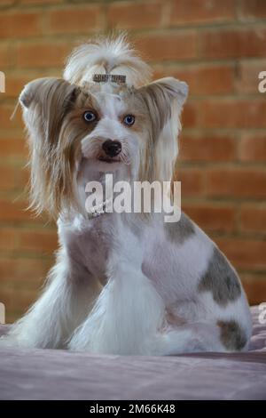 Porträt eines farbigen deutschen Yorkshire-Terrier im Innenbereich Stockfoto