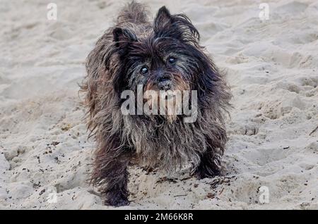 Ein Cairner Terrier spaziert am Neujahrstag am 1. Januar 2023 auf der Insel Dauphin, Alabama. Viele Hundebesitzer treffen Neujahrsvorsätze. Stockfoto