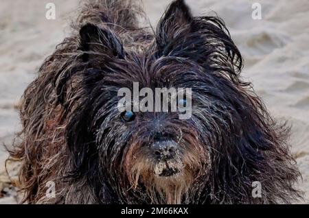 Ein Cairner Terrier spaziert am Neujahrstag am 1. Januar 2023 auf der Insel Dauphin, Alabama. Viele Hundebesitzer treffen Neujahrsvorsätze. Stockfoto