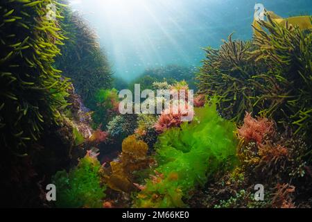 Verschiedene Algen unter Wasser im Ozean mit Sonnenlicht, Atlantik, Spanien, Galicien Stockfoto