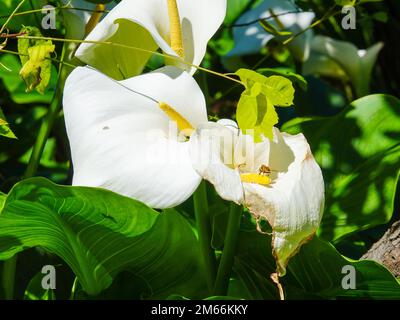 Zantedeschia aethiopica mit Bestäuber, gemeine Calla-Lilie oder Aroma-Lilie, Blütenpflanzenart in der Familie Araceae, die im südlichen Afrika heimisch ist. Stockfoto