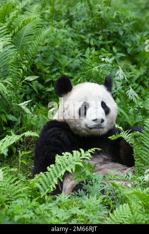 Riesenpanda in grüner Walduntergeschichte, Wolong National Nature Reserve, Provinz Sichuan, China. Ailuropoda melanoleuca Stockfoto