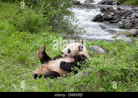 Riesen-Panda liegt an einem Flussufer im Qionglai-Gebirgstal, China. Ailuropoda melanoleuca Stockfoto