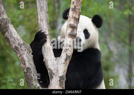 Ein riesiger Pandabär schaut um einen Baumstamm im Wolong National Nature Reserve, Provinz Sichuan, China. Ailuropoda melanoleuca Stockfoto