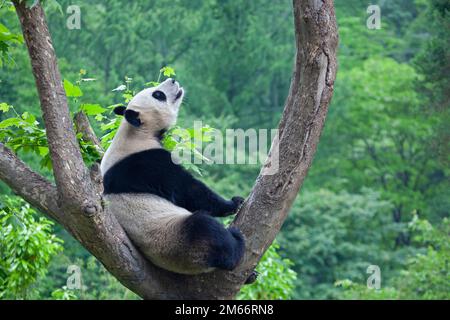 Riesiger Pandabär sitzt auf einem Baumzweig mit grünem Waldhintergrund, Wolong National Nature Reserve, Provinz Sichuan, China. Ailuropoda melanoleuca Stockfoto