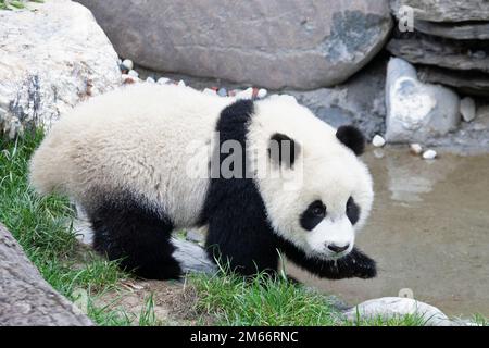 Baby Giant Panda am Teich mit Wasser, das vom Kinn tropft, Wolong National Nature Reserve, Provinz Sichuan, China. Ailuropoda melanoleuca Stockfoto