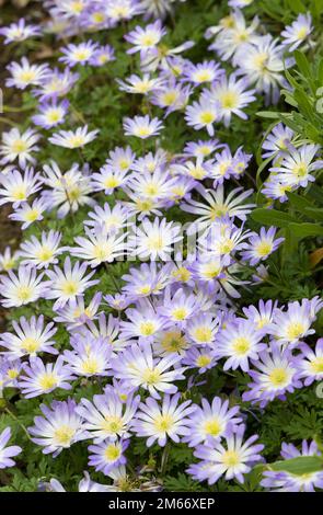 Anemone blanda Blumen. Mehrjährige Pflanzen, die im Frühjahr in einem Blumenbeet im britischen Garten wachsen Stockfoto