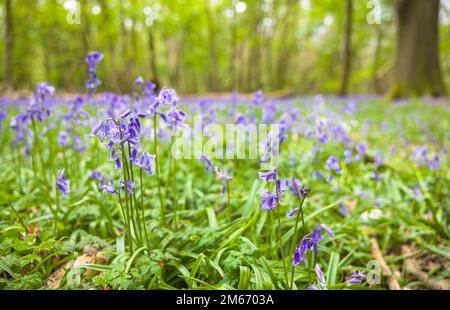 Nahaufnahme der Blauen Glocke (Hyacinthoides non-scripta), einheimische oder englische Blauglocke in Wäldern, Großbritannien Stockfoto