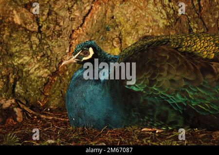 Nahaufnahme eines indischen Peafowl oder Peacock (Pavo cristatus) auf dem Boden neben einem Baum in warmem Licht und leuchtenden bunten Federn. - Ich habe ihn Stockfoto