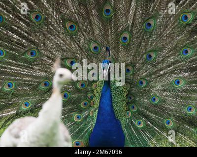 Ein männlicher indischer Peafowl oder Peacock (Pavo cristatus) zeigt seine Federn, um eine weiße Frau zu umwerben, die ihn nicht ansieht. Aufgenommen in Victoria, BC, Cana Stockfoto