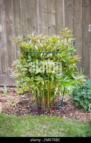 Stützrahmen oder Käfig für Pfingstrosen. Pfingstrosen, die in einem Blumenbeet in einem britischen Garten wachsen Stockfoto