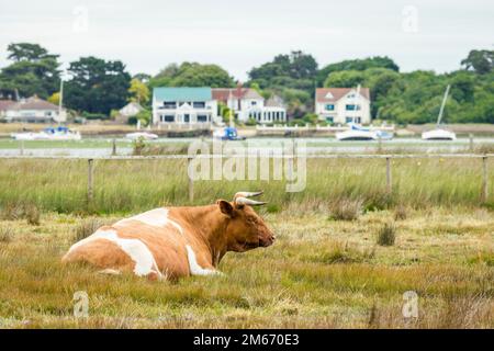 Viehweiden (Shetland-Rinder) im Naturschutzgebiet Hengistbury Head mit Häusern am Wasser im Hafen von Christchurch, Dorset, Großbritannien Stockfoto