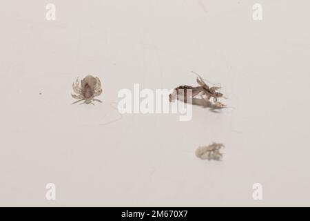 Kopflaus Männer und Frauen, Kinder und Haarparasiten. Makrofotografie der Haarlaus. Pediculus-humanus-Parasiten. Kleine Plagen. Haarplagen. Stockfoto