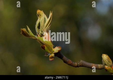 Die Knospe eines Rosskastanienbaums entfaltet sich im Frühling Stockfoto