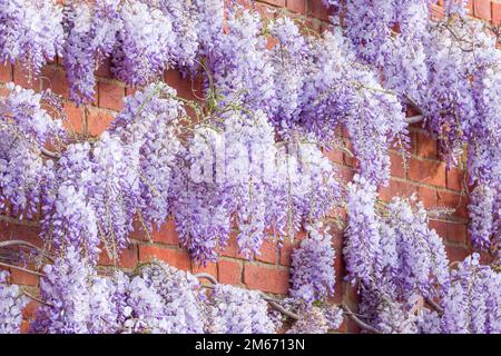 Wisteria-Blumen oder Racemes, Pflanzen auf einer Ziegelwand im Frühjahr, Großbritannien. Stockfoto